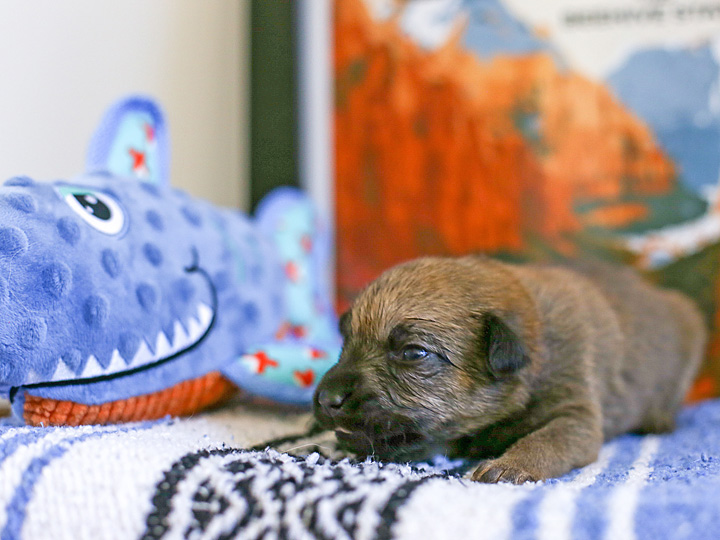 chinook puppy